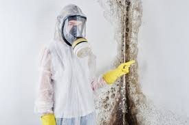 Mold Documentation for Insurance Claims in Proctor, MN